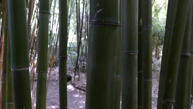 bamboos in a bamboo forest