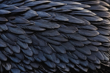 Beautiful black grey bird feathers pattern texture background.
