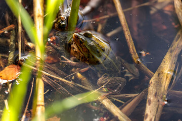 frosch wasser teich natur