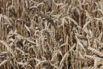 Fototapeta premium gewächs getriedefeld sommer grün wachstum