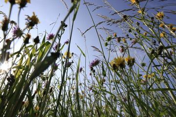 gras naturwiese blumen samen sommer froschperspektive