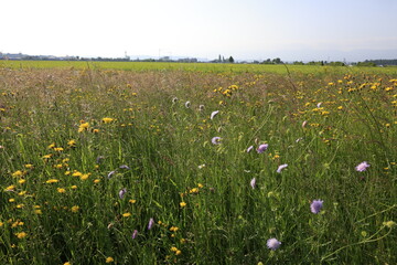 Fototapeta premium gras naturwiese blumen samen sommer