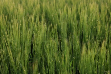 gewächs getriedefeld sommer grün wachstum