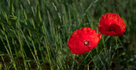 Fototapeta premium Poppies and flower buds on a gray field. Glyph of Remembrance. Background for a postcard. Red poppy as a symbol of the memory of the victims of the war.