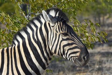 Steppenzebra (Equus quagga) im Etoscha Nationalpark in Namibia.