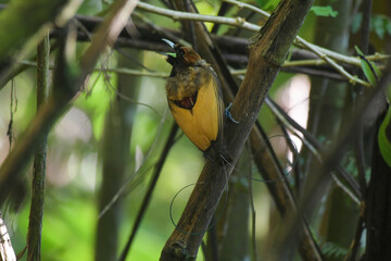 Male Magnificent bird-of-paradise (Diphyllodes magnificus) in Arfak mountains in West Papua, Indonesia