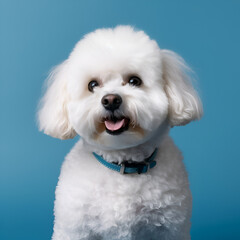Obraz premium Portrait happy white poodle puppy dog sitting and looking at camera. Isolated on blue pastel background
