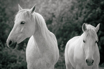 Twinning Elegance: Portrait of Two Wild White Horses. Free Horses in the wild