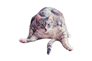 A strange cat sits in a human pose and looks at you with funny green eyes, isolated on a white...