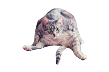 A strange cat sits in a human pose and looks at you with funny green eyes, isolated on a white background