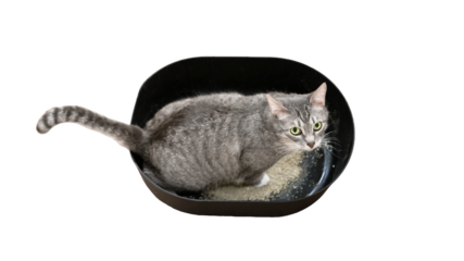 The cat goes to the toilet tray with filler, isolated on a white background