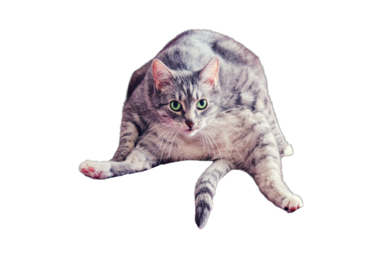 A strange cat sits in a human pose and looks at you with funny green eyes, isolated on a white background