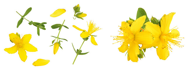 saint john's wort or Hypericum flowers isolated on white background. Top view. Flat lay - obrazy, fototapety, plakaty