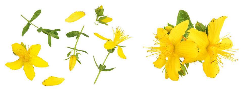 saint john's wort or Hypericum flowers isolated on white background. Top view. Flat lay