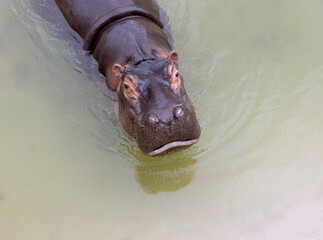 A huge hippopotamus in the water opens its mouth with sawed-off fangs. Wild animals in their...