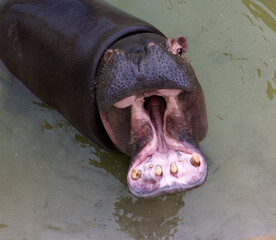 A huge hippopotamus in the water opens its mouth with sawed-off fangs. Wild animals in their natural habitat. African wildlife. Amphibian. Hippos - The largest mammals in the world