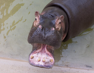 A huge hippopotamus in the water opens its mouth with sawed-off fangs. Wild animals in their...