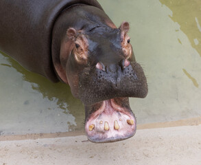 A huge hippopotamus in the water opens its mouth with sawed-off fangs. Wild animals in their...