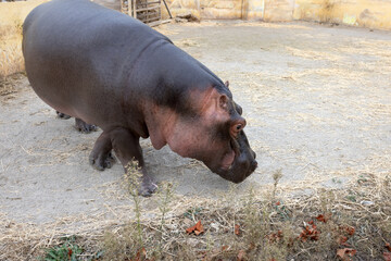 A huge hippopotamus in the water opens its mouth with sawed-off fangs. Wild animals in their...