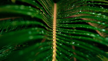 Macro shot of steam and palm tree leaves with dew and rain water droplets