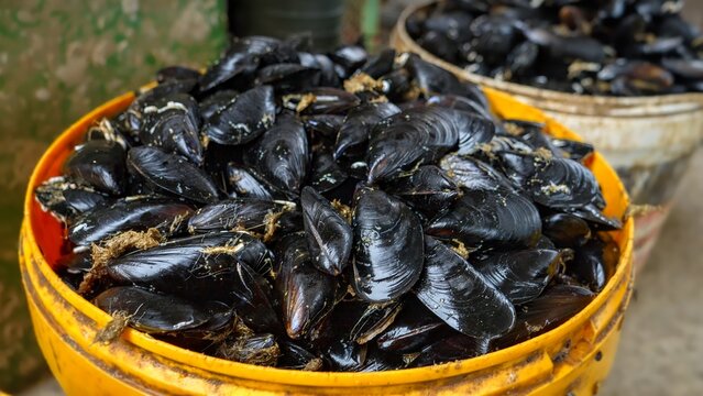 Closeup shot of raw mussels in shells in plastic buckets on fish market at sea port
