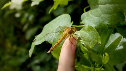 Macro of dragonfly flying from the female finger on a green tree leaf. Harmony between humans and nature