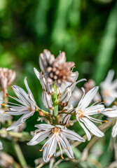 Fototapeta premium a close up image of white asphodel flower opening in the morning sun.