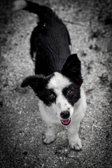 portrait of a black and white smiling dog, puppy