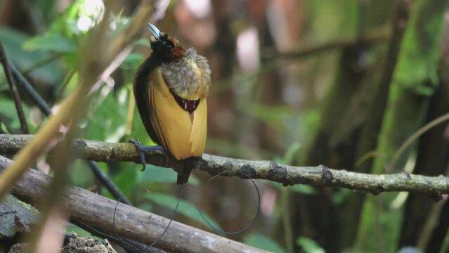 Male Magnificent bird-of-paradise (Diphyllodes magnificus) in Arfak mountains in West Papua, Indonesia