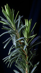 Obraz premium Rosemary neon flower generative ai