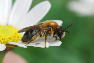 Closeup shot of a female gray patched mining bee Andrena nitida, sitting on a white flower