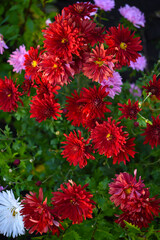 A bouquet of beautiful bright red chrysanthemum flowers in a green garden. Large red flowers.