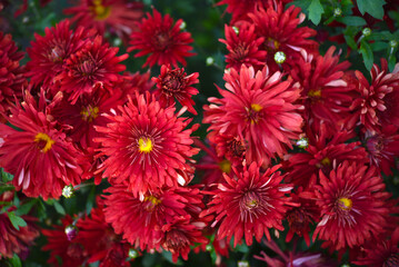 A bouquet of beautiful bright red chrysanthemum flowers in a green garden. Large red flowers.