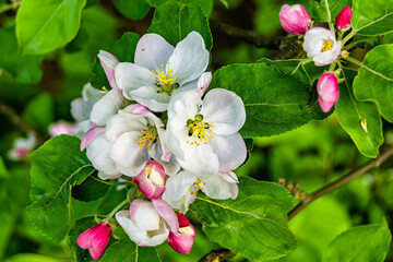 Photography on theme beautiful fruit branch apple tree with natural leaves under clean sky