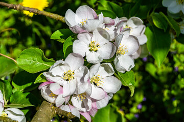 Photography on theme beautiful fruit branch apple tree with natural leaves under clean sky