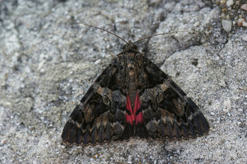Closeup on a colorful Minsmere Crimson Underwing owlet moth, Catocala coniuncta sitting on the wall