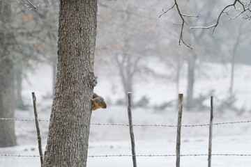 Squirrel on tree in Texas during winter snow weather.