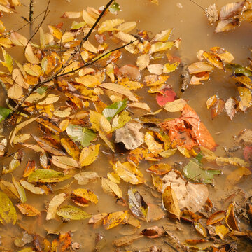 Fall season leaves floating in water for autumn background in landscape with yellow autumn color.