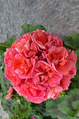 pink malvon or terry pelargonium, pink geranium