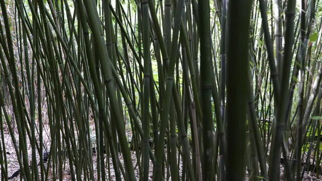 bamboos in a bamboo forest