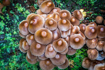 A high angle view of fungi growing in woodland in November - Powered by Adobe