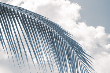 palm leaf against the sky with clouds, toning. Tropical background.
