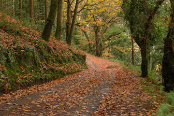 Obraz premium path in autumn forest