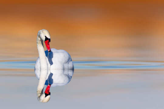 Swan floating on still water. Bird: Mute Swan. Cygnus olor. Colorful still water background.