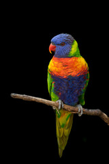 Colorful parrot on a branch