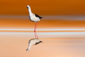 A beautiful water bird looking at you curiously. Colorful nature background. Bird: Black winged Stilt. (Himantopus himantopus).