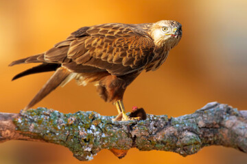 A bird of prey preparing to eat its prey. Buzzard. Colorful nature background. 