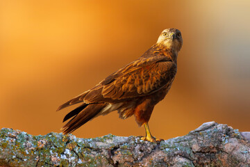 Falcon posing in front of a beautiful background. Nature background. 