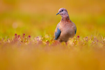 Spring and dove. Bird: Laughing Dove. Spilopelia senegalensis.