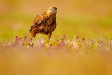A hawk approaching its prey on green grass. Green nature background.